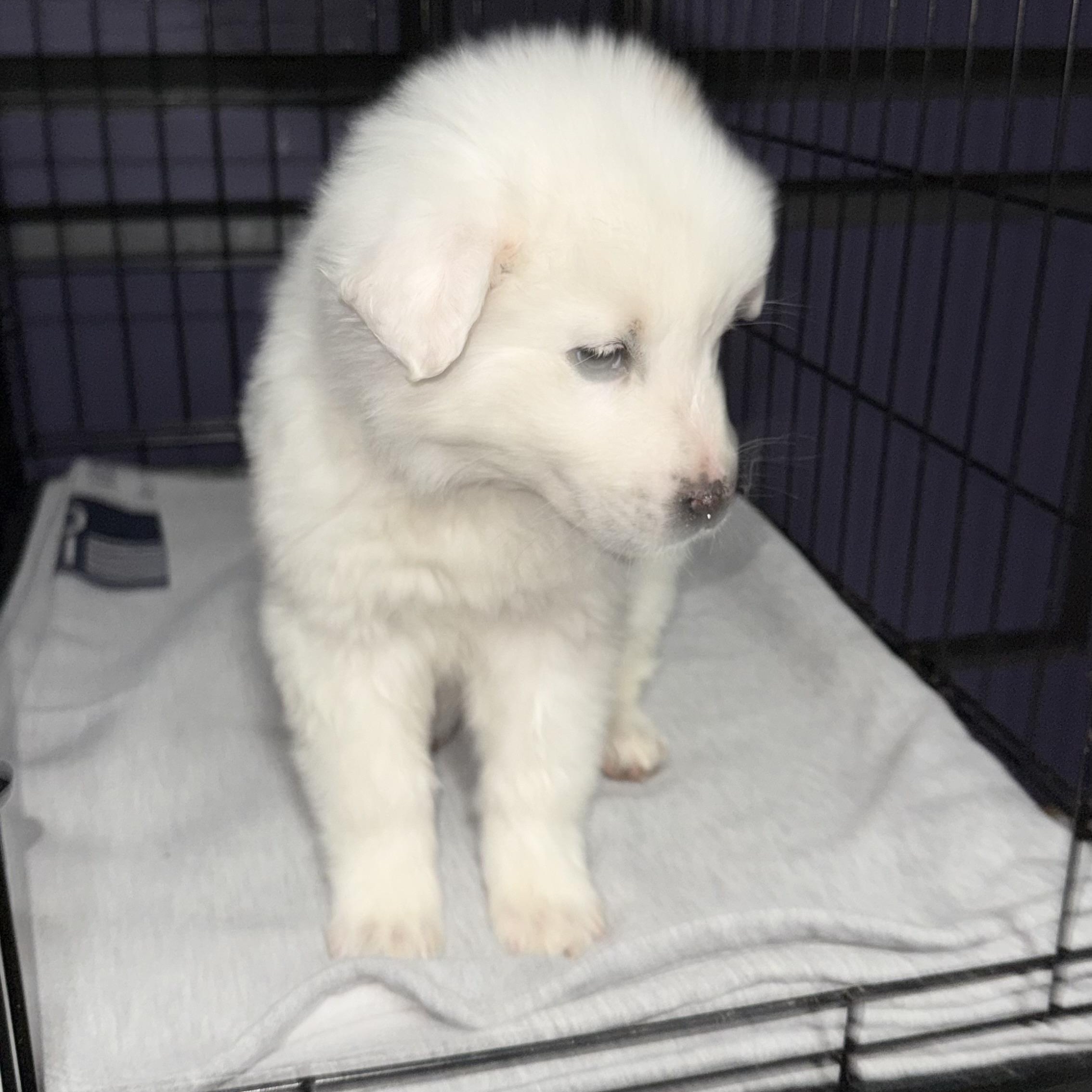 Carrie, an adopted mixed breed in Scottsdale, AZ image 4/5