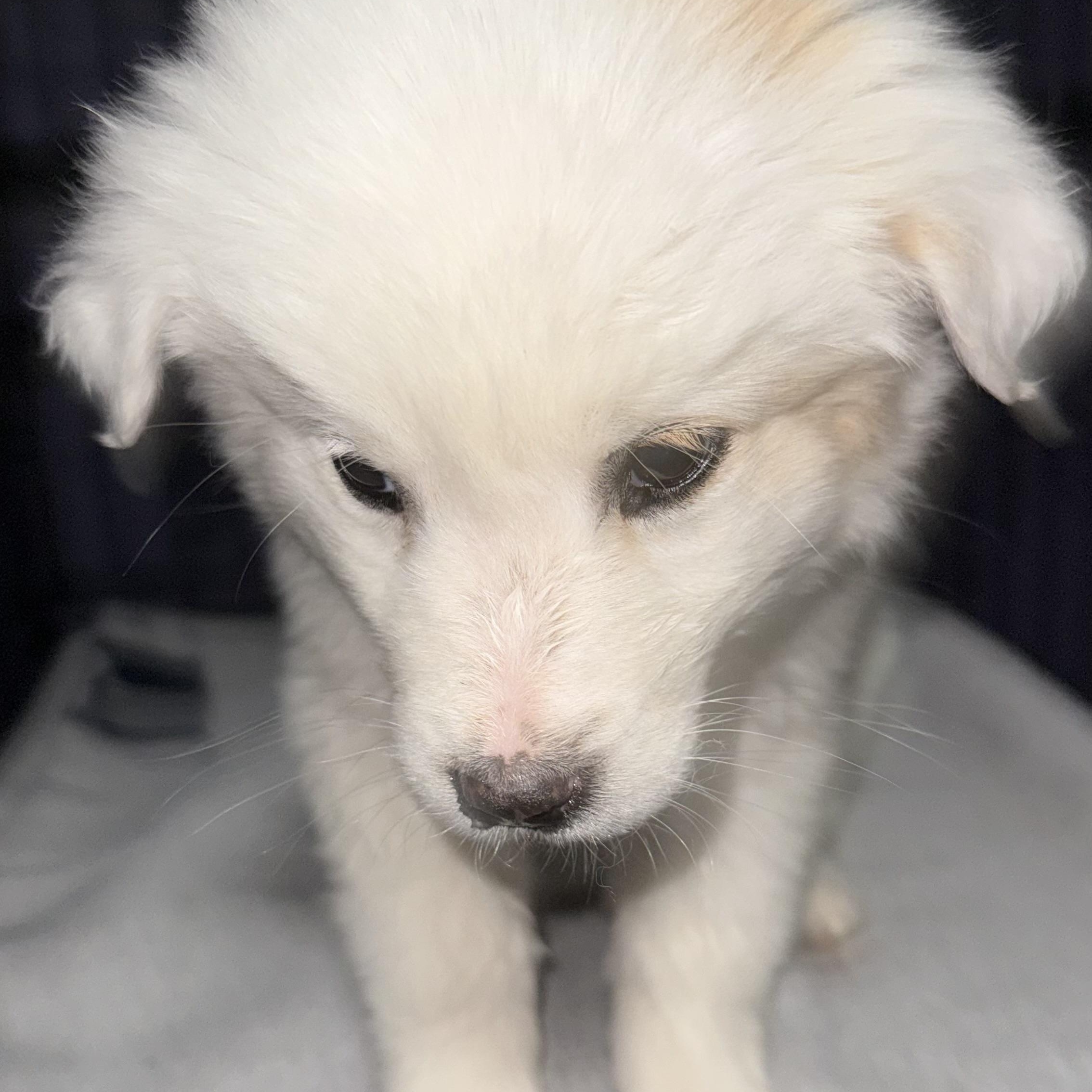 Carrie, an adopted mixed breed in Scottsdale, AZ image 5/5