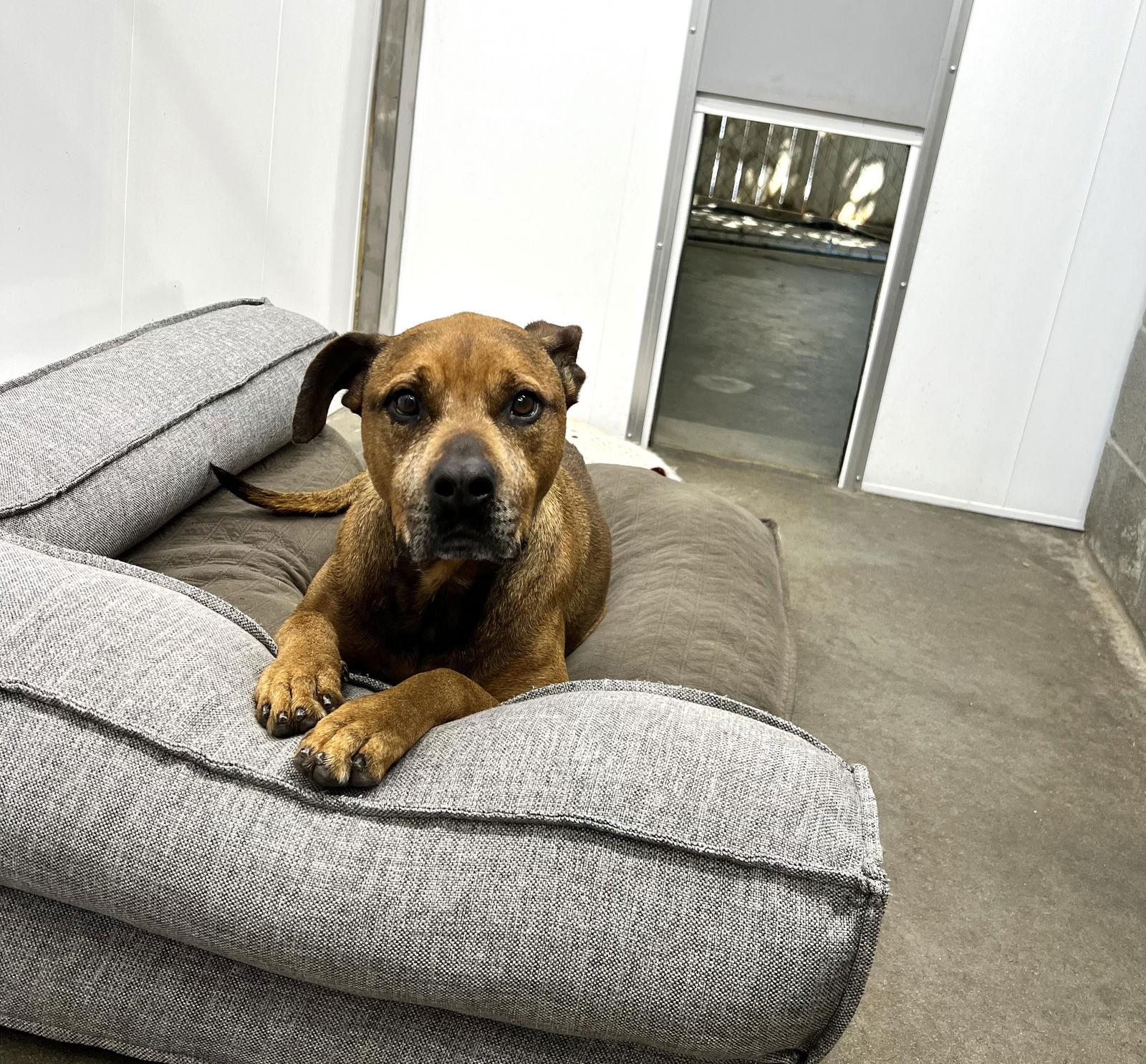 Enlarge Kay, a Adoptable mixed breed in Lexington, SC image 1/3