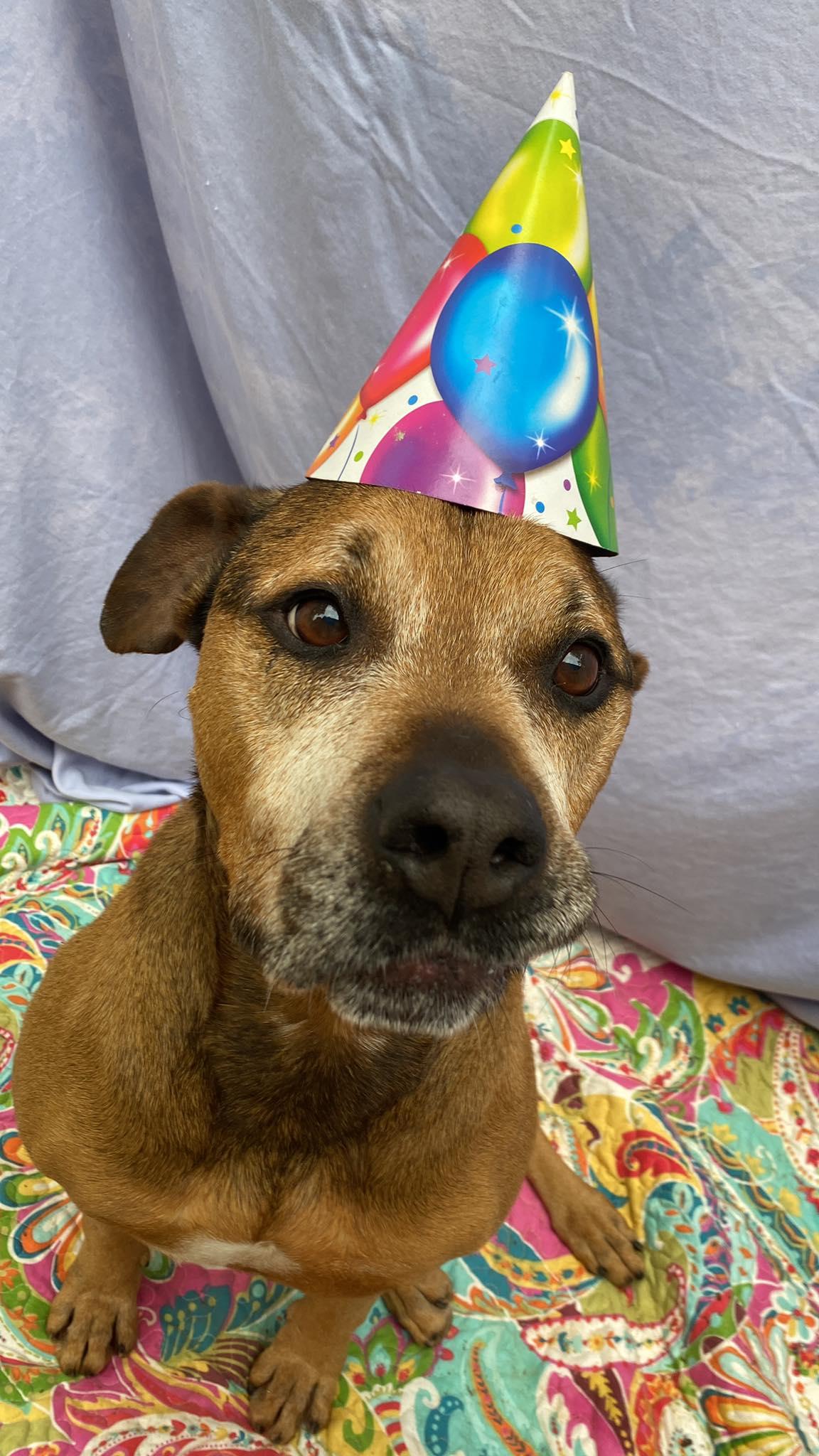 Enlarge Kay, a Adoptable mixed breed in Lexington, SC image 2/3