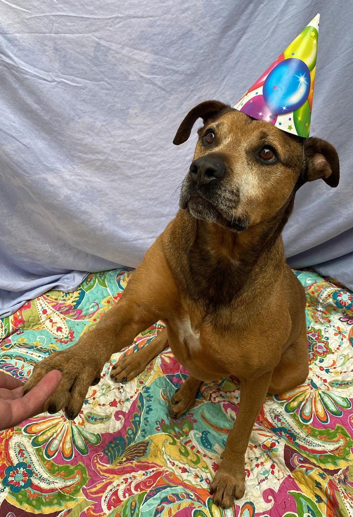Kay, Adoptable, Senior Female Bullmastiff & German Shepherd Dog.