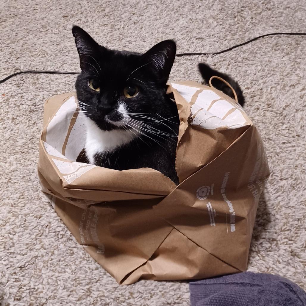 Lulu Frost, Adoptable, Adult Female Domestic Short Hair.