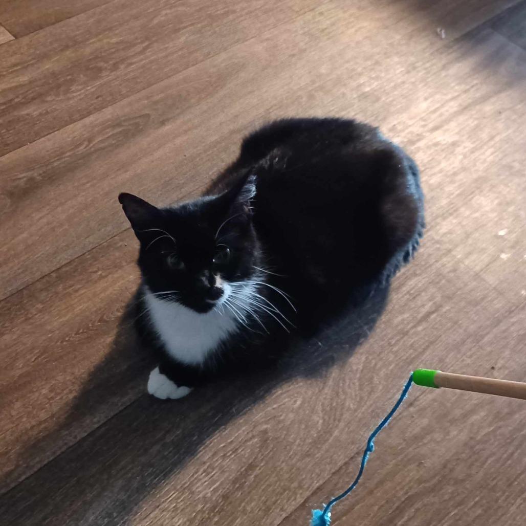 Lulu Frost, Adoptable, Adult Female Domestic Short Hair.