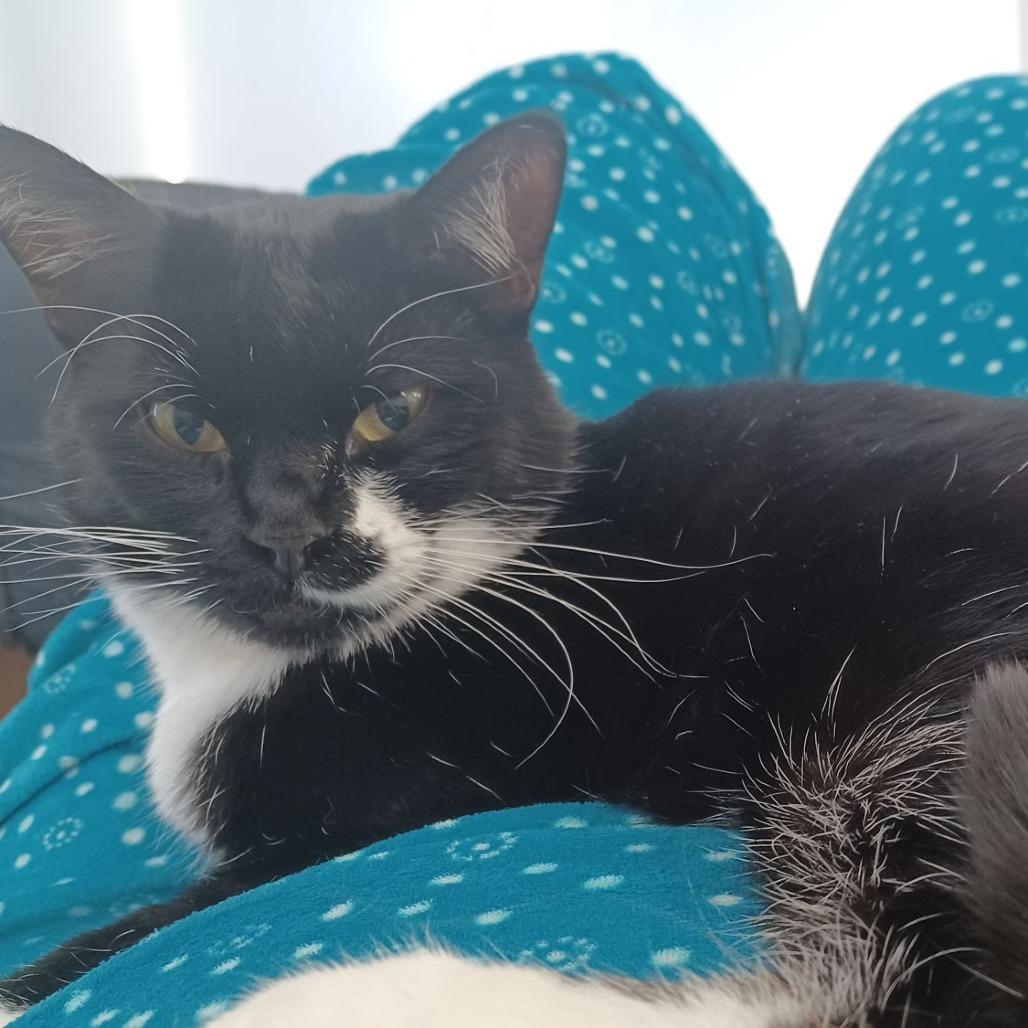 Enlarge Lulu Frost, a Adoptable Domestic Short Hair in Eagle Mountain, UT image 3/3