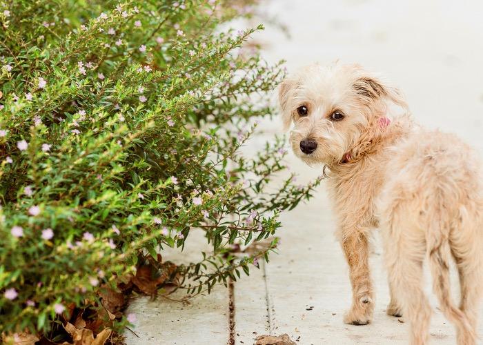 Rosie , a ADOPTABLE mixed breed in Denver, CO image 5/5