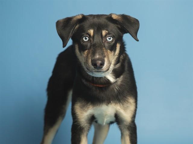 ROXY, Adoptable, Puppy Female Husky.