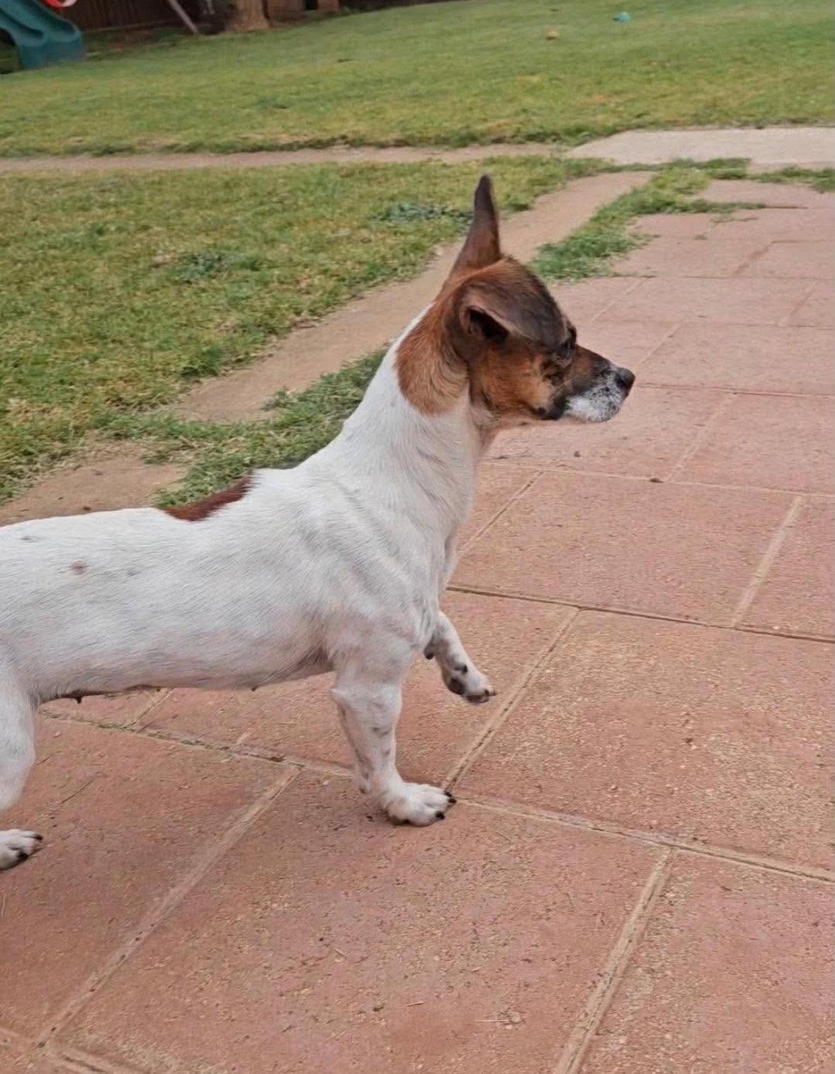 Enlarge Tawny, a Adoptable Chihuahua in Grafton, WI image 2/3