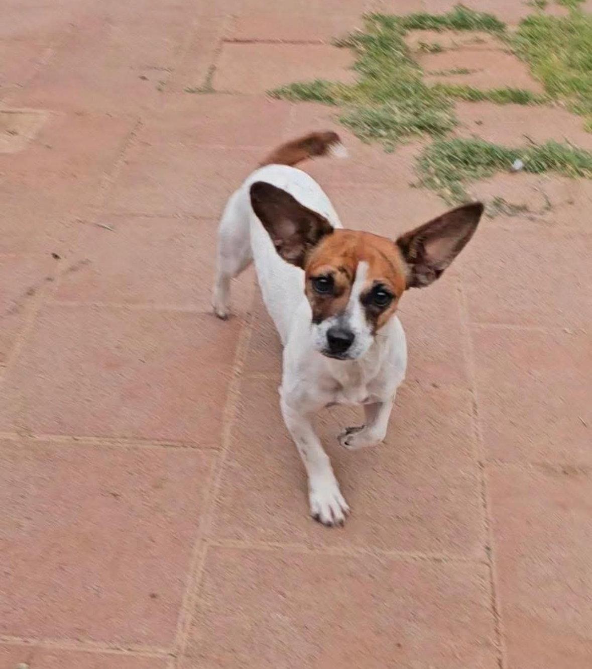 Enlarge Tawny, a Adoptable Chihuahua in Grafton, WI image 3/3