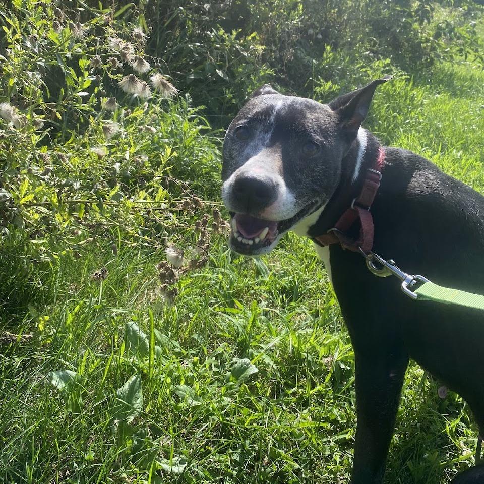 Inez, a Adoptable Mixed Breed in Pittsburgh, PA image 1/6