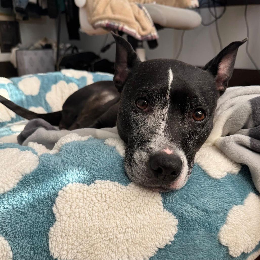 Inez, a Adoptable Mixed Breed in Pittsburgh, PA image 2/6