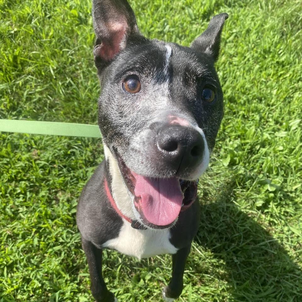 Inez, a Adoptable Mixed Breed in Pittsburgh, PA image 3/6