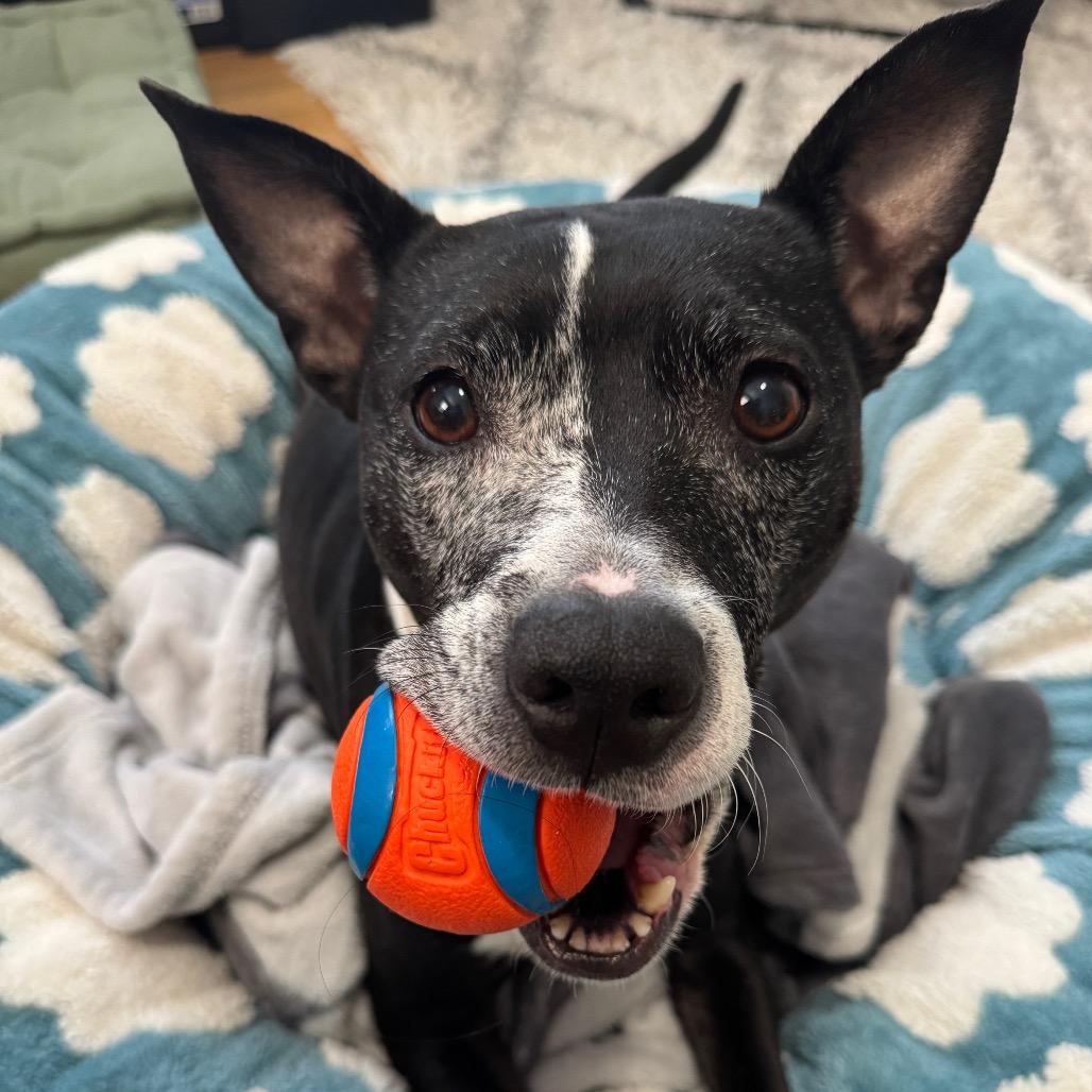 Inez, a Adoptable Mixed Breed in Pittsburgh, PA image 3/6