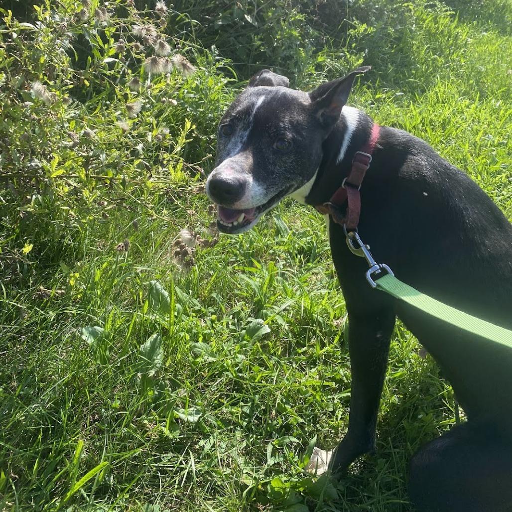 Inez, a Adoptable Mixed Breed in Pittsburgh, PA image 4/6