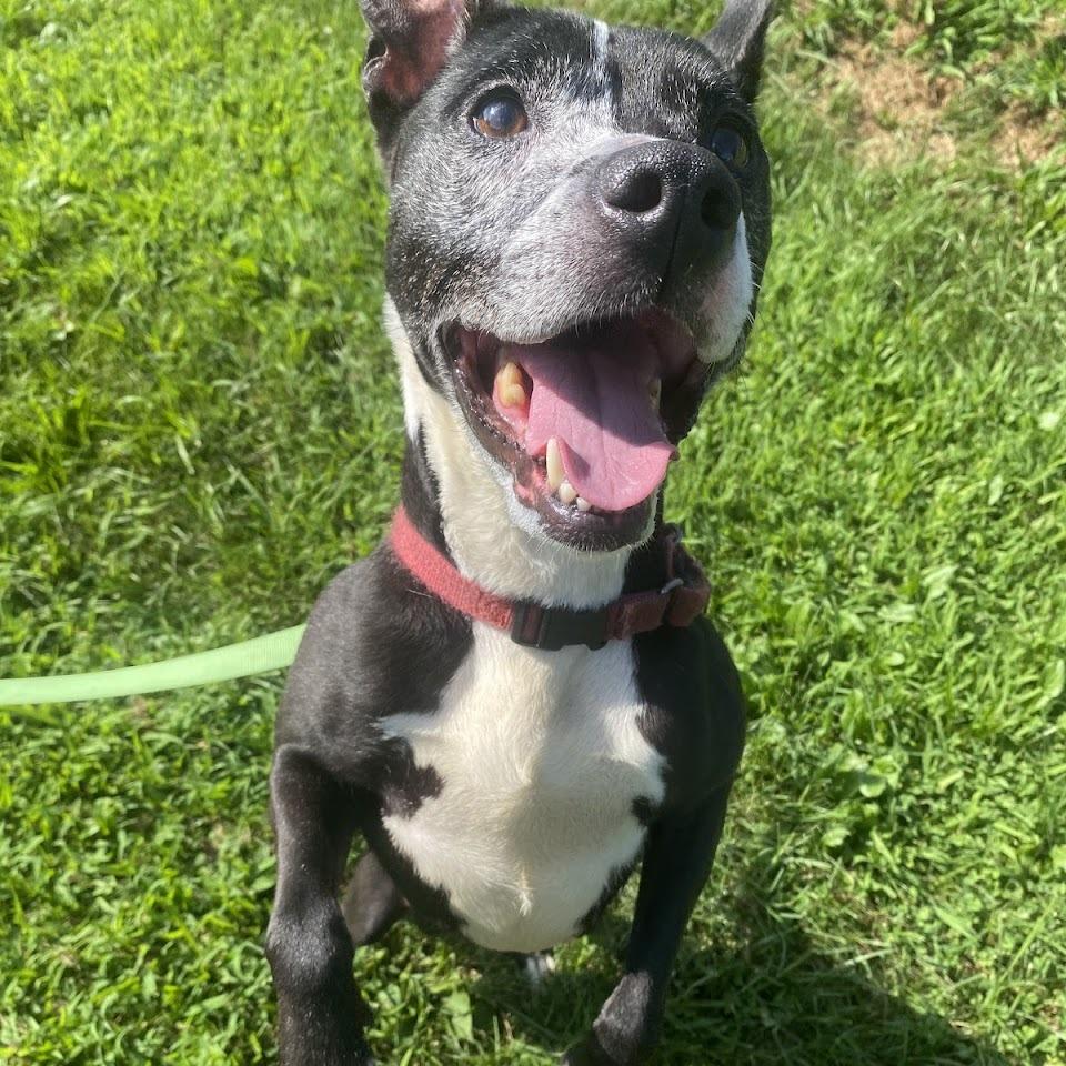 Inez, a Adoptable Mixed Breed in Pittsburgh, PA image 5/6