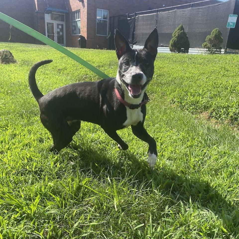 Inez, a Adoptable Mixed Breed in Pittsburgh, PA image 6/6