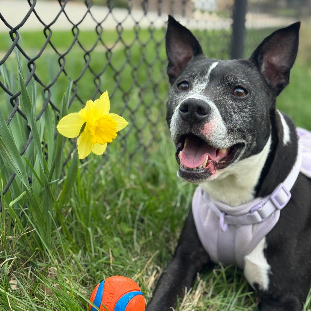 Enlarge Inez, a Adoptable Mixed Breed in Pittsburgh, PA image 6/6