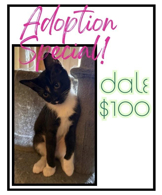 Dale, Adoptable, Kitten Female Domestic Short Hair & Domestic Short Hair.