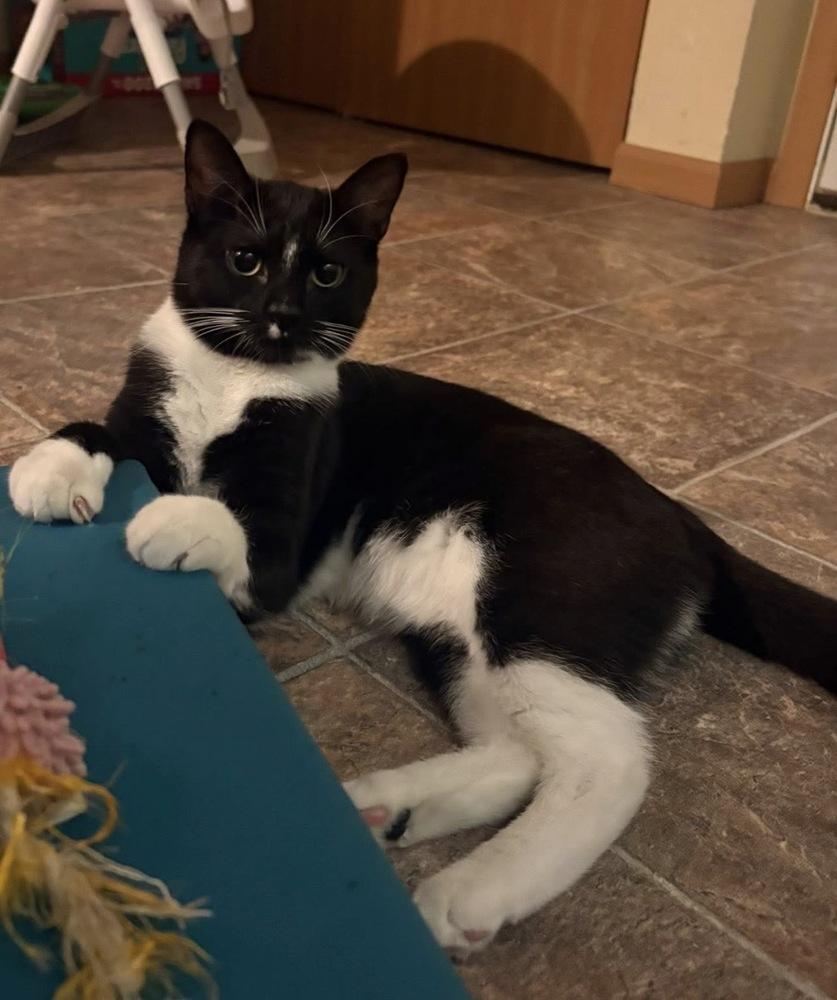 Dale, Adoptable, Kitten Female Domestic Short Hair & Domestic Short Hair.