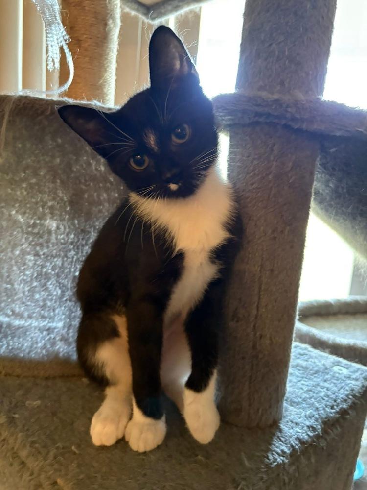 Dale, Adoptable, Kitten Female Domestic Short Hair & Domestic Short Hair.