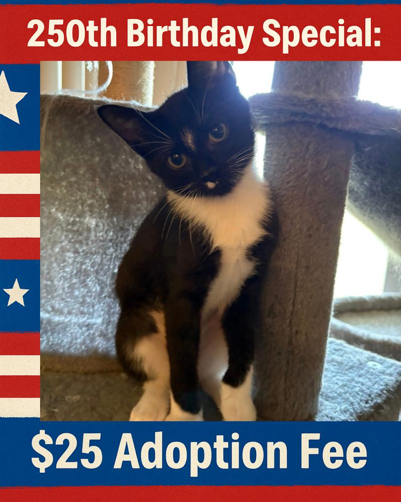 Enlarge Dale, a Adoptable mixed breed in Poplar Grove, IL image 2/6