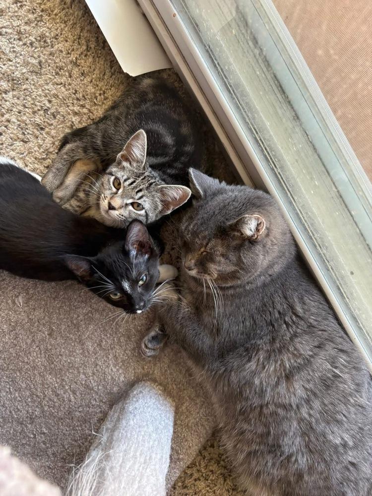 Enlarge Dale, a Adoptable mixed breed in Poplar Grove, IL image 2/6