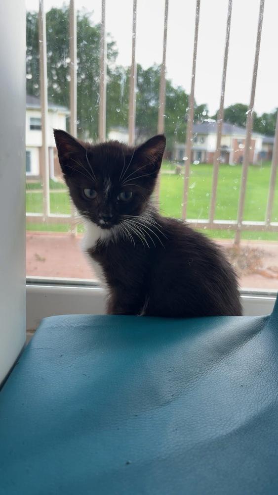 Dale, Adoptable, Kitten Female Domestic Short Hair & Domestic Short Hair.