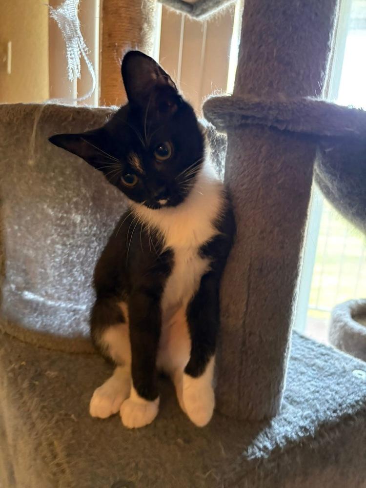 Enlarge Dale, a Adoptable mixed breed in Poplar Grove, IL image 4/6