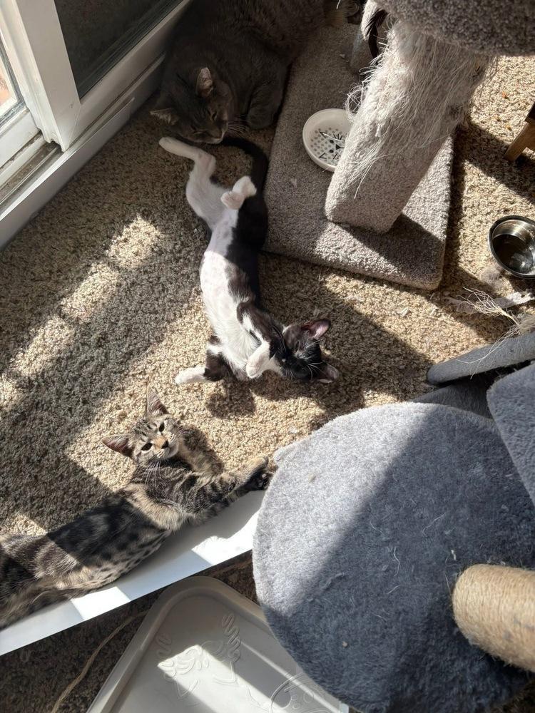 Dale, Adoptable, Kitten Female Domestic Short Hair & Domestic Short Hair.