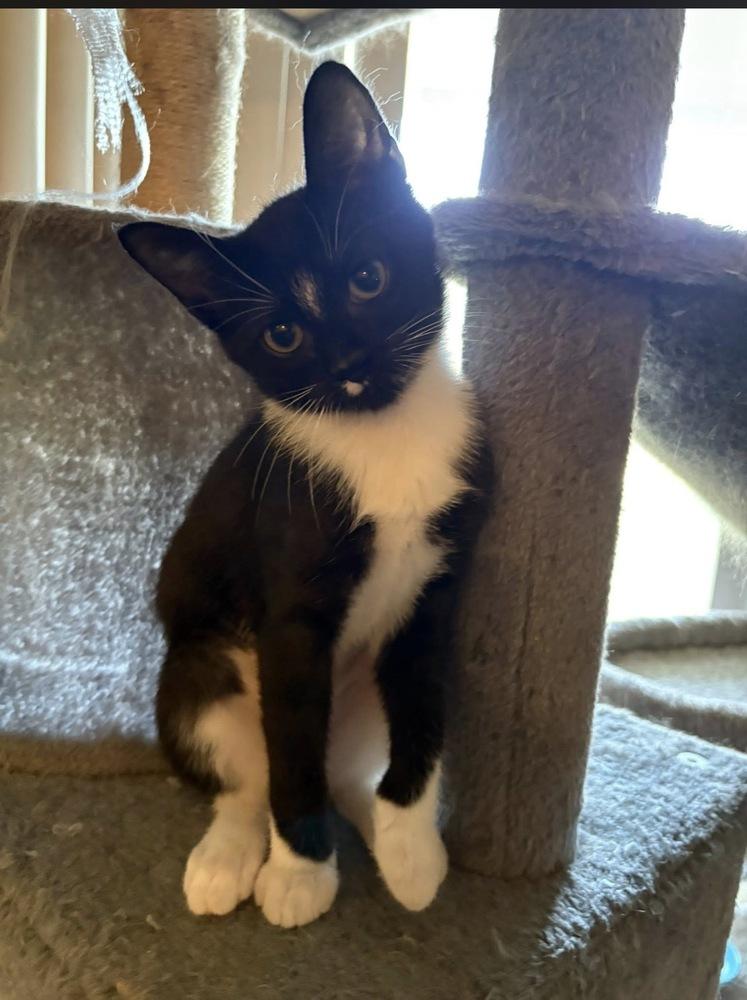 Enlarge Dale, a Adoptable mixed breed in Poplar Grove, IL image 2/2