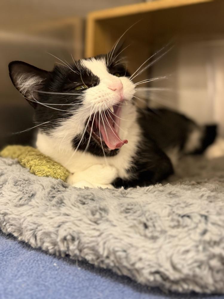 Pearl, Adoptable, Young Female Domestic Short Hair.