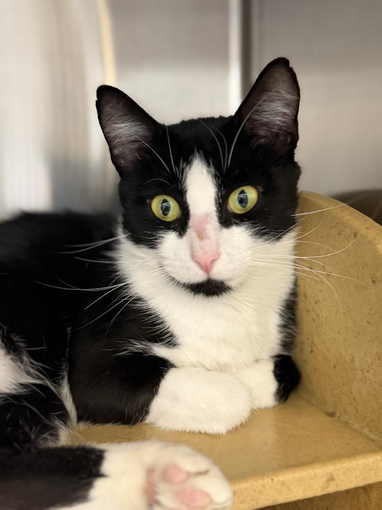 Pearl, Adoptable, Kitten Female Domestic Short Hair.