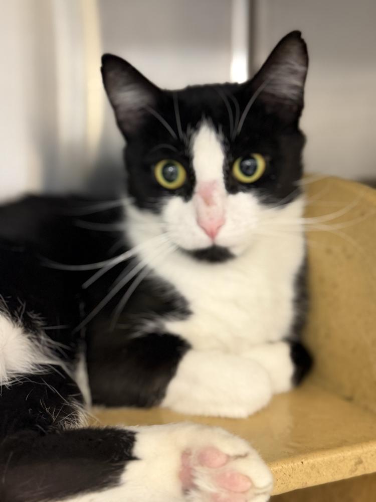 Pearl, a Adoptable Domestic Short Hair in Marietta, GA image 2/6