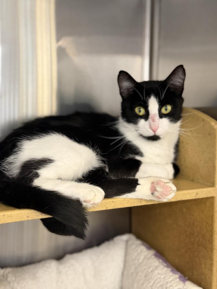 Pearl, a Adoptable Domestic Short Hair in Marietta, GA image 3/6