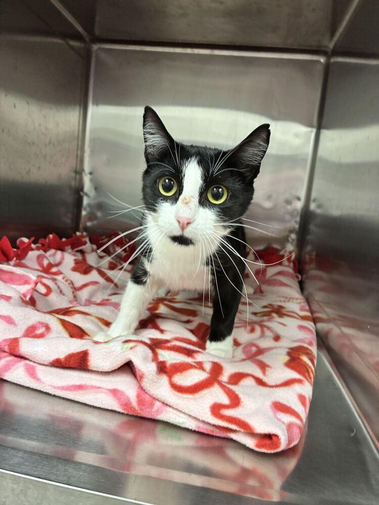 Pearl, a Adoptable Domestic Short Hair in Marietta, GA image 4/6