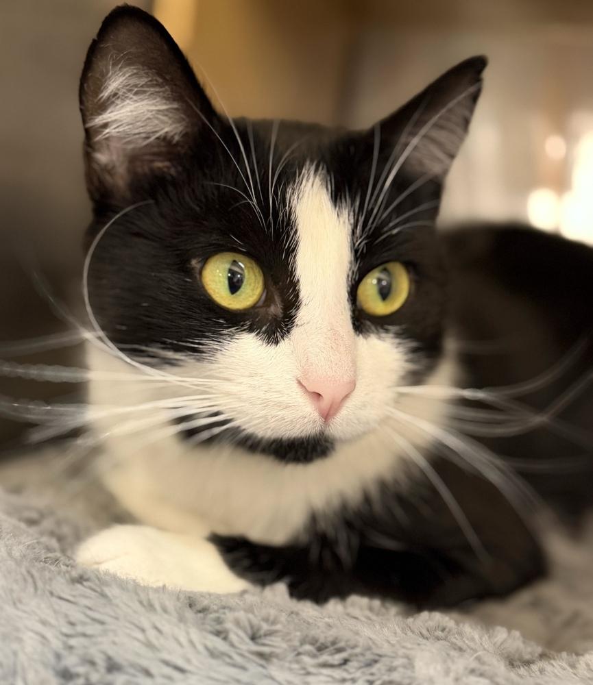 Pearl, a Adoptable Domestic Short Hair in Marietta, GA image 3/6