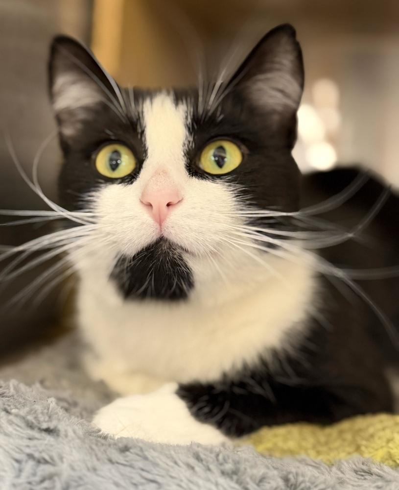 Pearl, a Adoptable Domestic Short Hair in Marietta, GA image 4/6