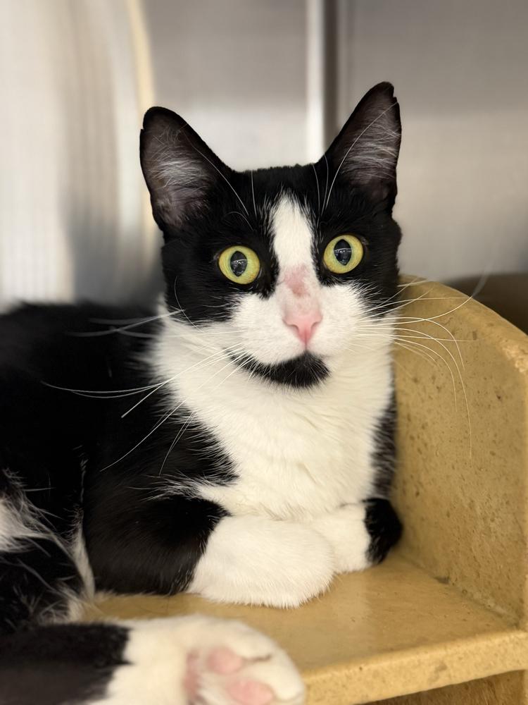Pearl, a Adoptable Domestic Short Hair in Marietta, GA image 5/6