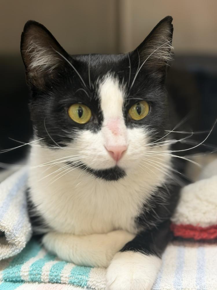 Pearl, a Adoptable Domestic Short Hair in Marietta, GA image 6/6