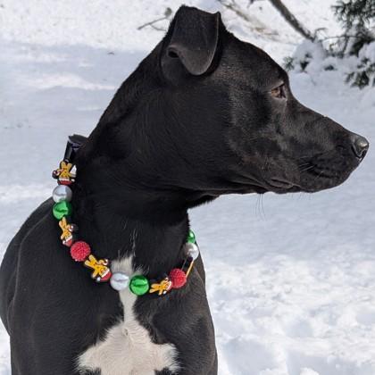 Zuki, Adoptable, Adult Female Retriever & Mixed Breed.