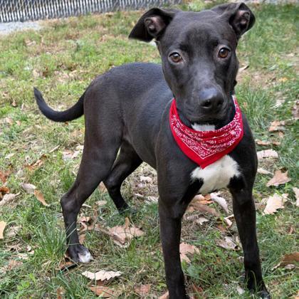 Enlarge Zuki, a Adoptable mixed breed in Voorhees, NJ image 2/3