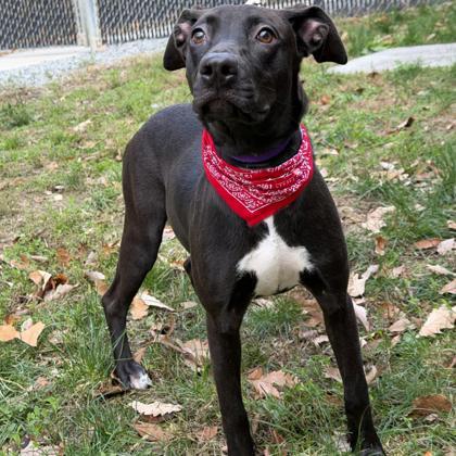 Enlarge Zuki, a Adoptable mixed breed in Voorhees, NJ image 3/3