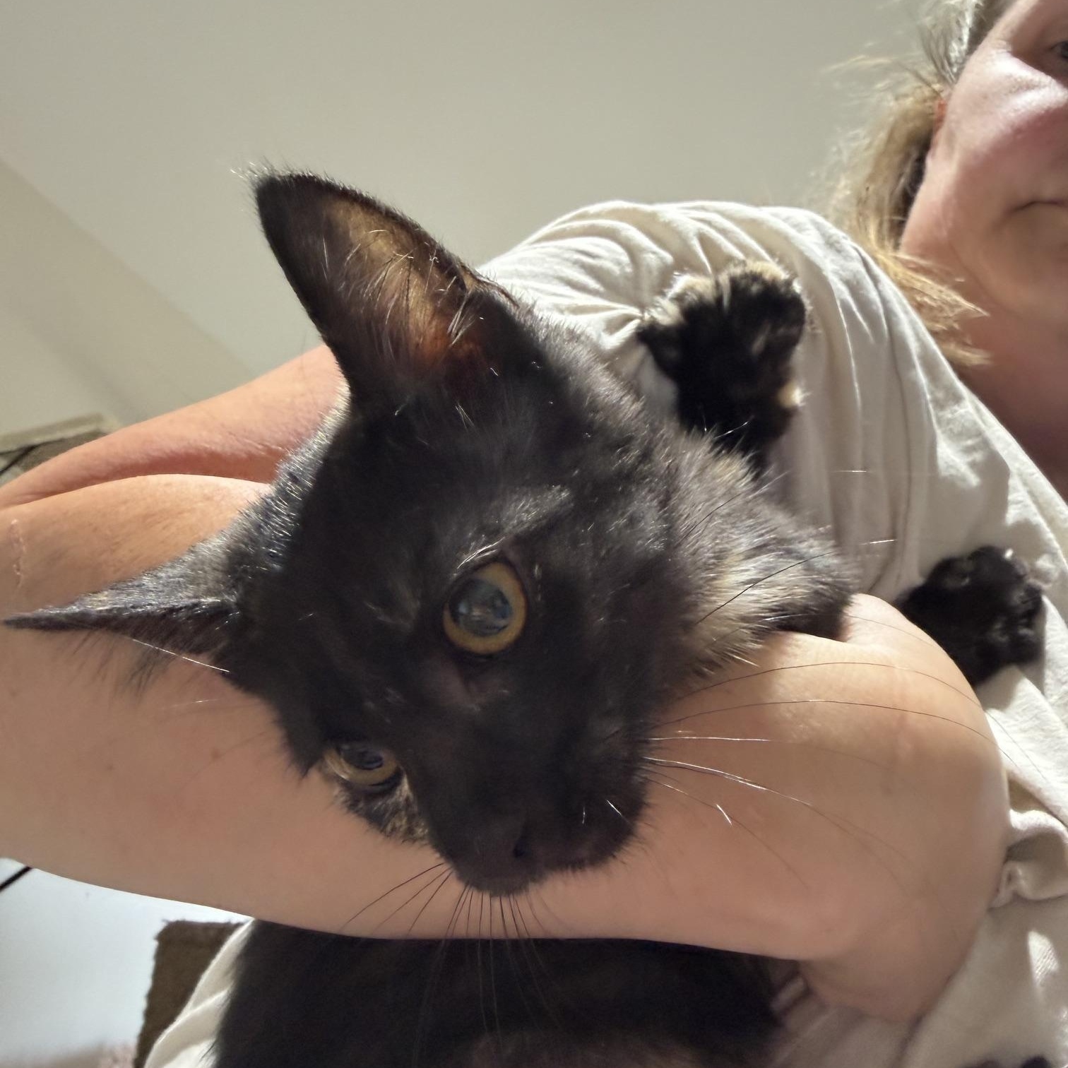 Enlarge Grumpy, a ADOPTABLE Domestic Short Hair in Courtenay, BC image 1/1