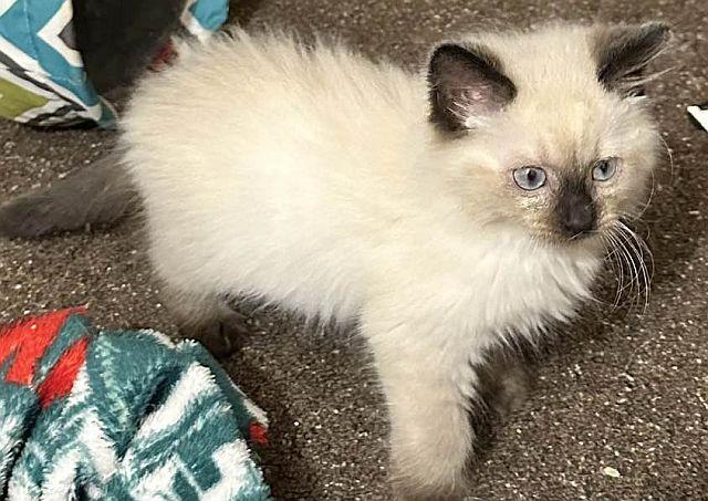 Enlarge BRADY, a Adopted Siamese in Powder Springs, GA image 1/3