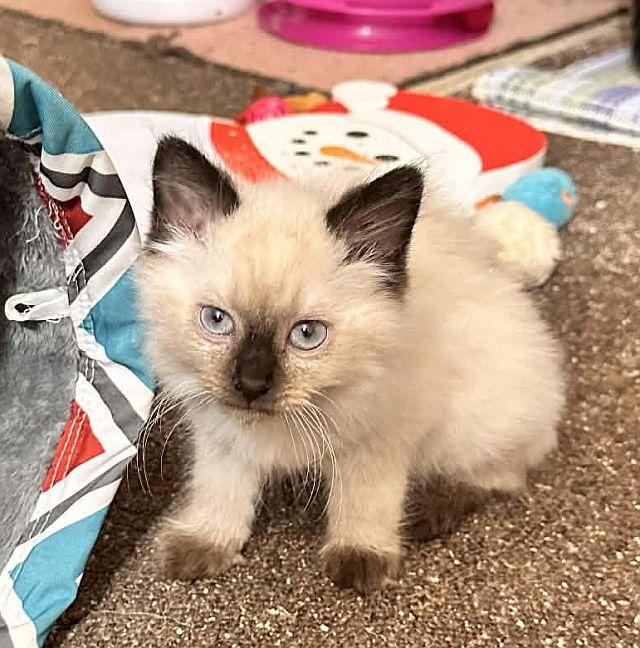 Enlarge BRADY, a Adopted Siamese in Powder Springs, GA image 2/3