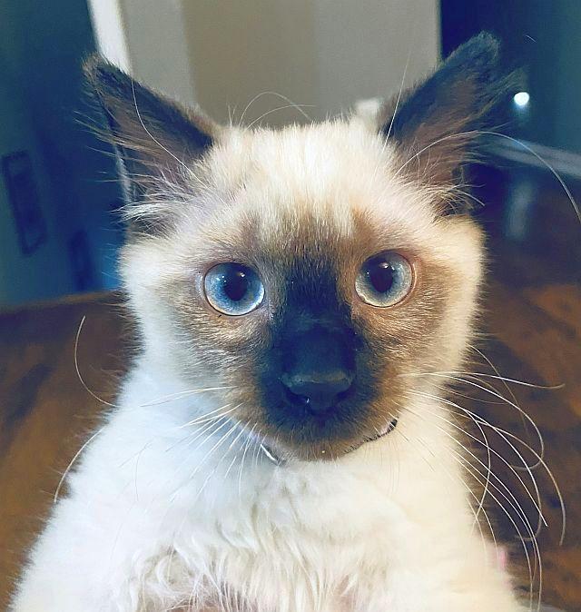 Enlarge BRADY, a Adopted Siamese in Powder Springs, GA image 3/3