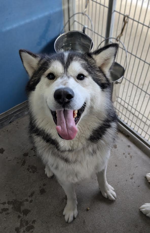 Igmund, a Adoptable mixed breed in Bellingham, WA image 1/4