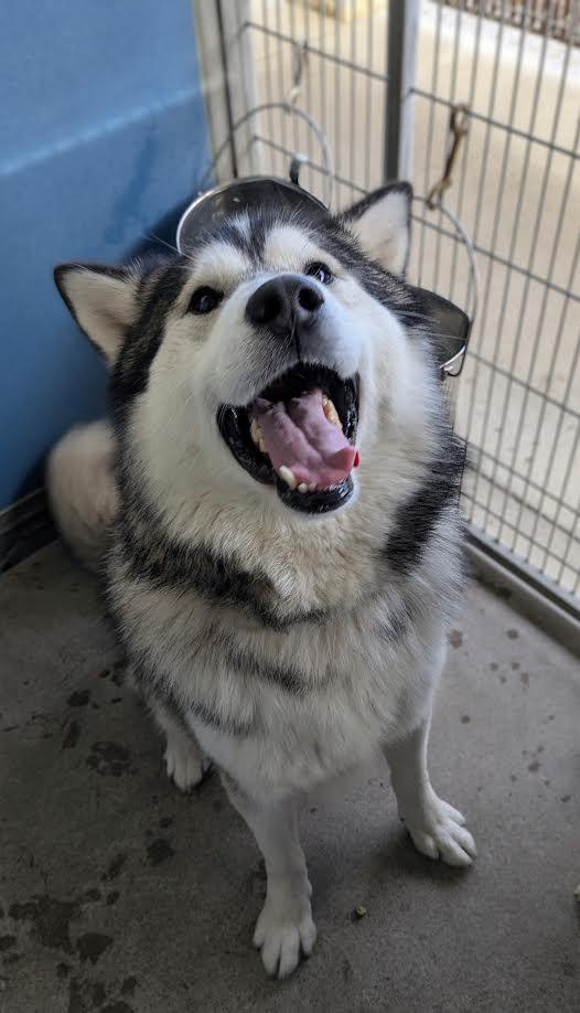 Igmund, a Adoptable mixed breed in Bellingham, WA image 3/4