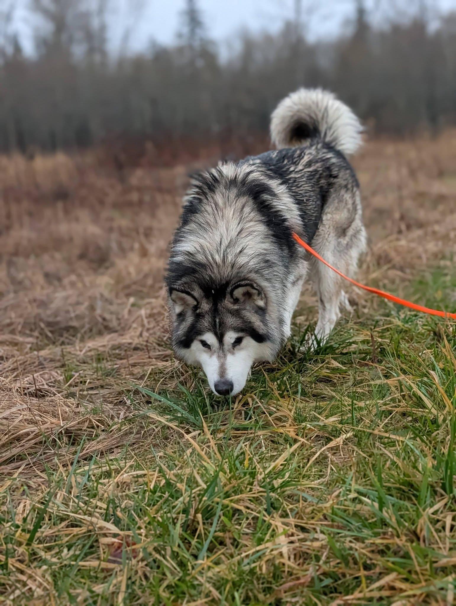 Enlarge Igmund, a Adoptable mixed breed in Bellingham, WA image 5/5