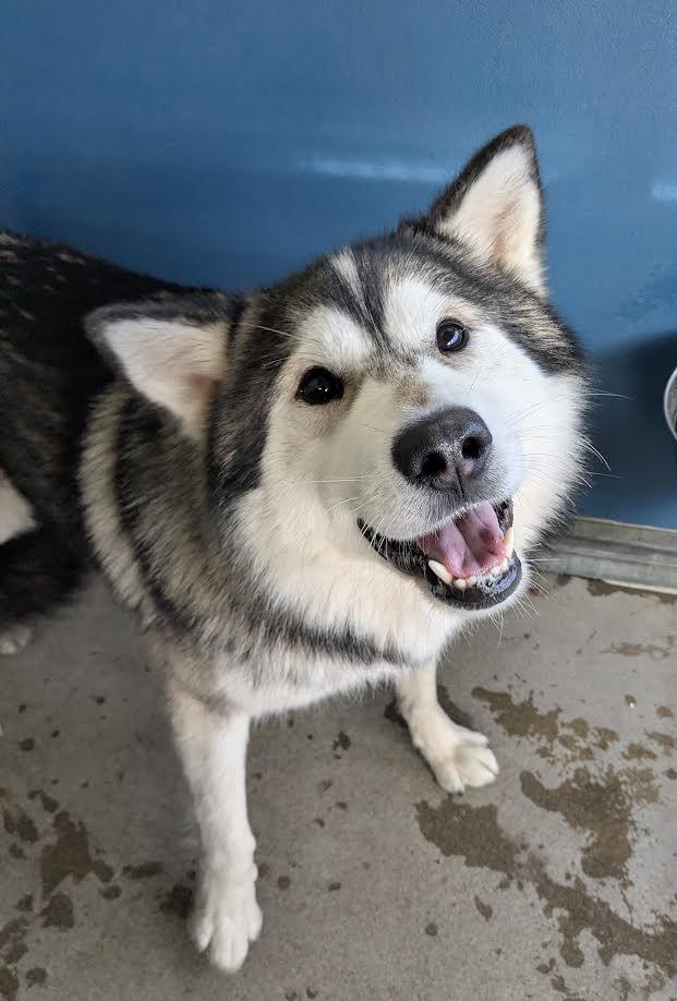Igmund, a Adoptable mixed breed in Bellingham, WA image 2/4