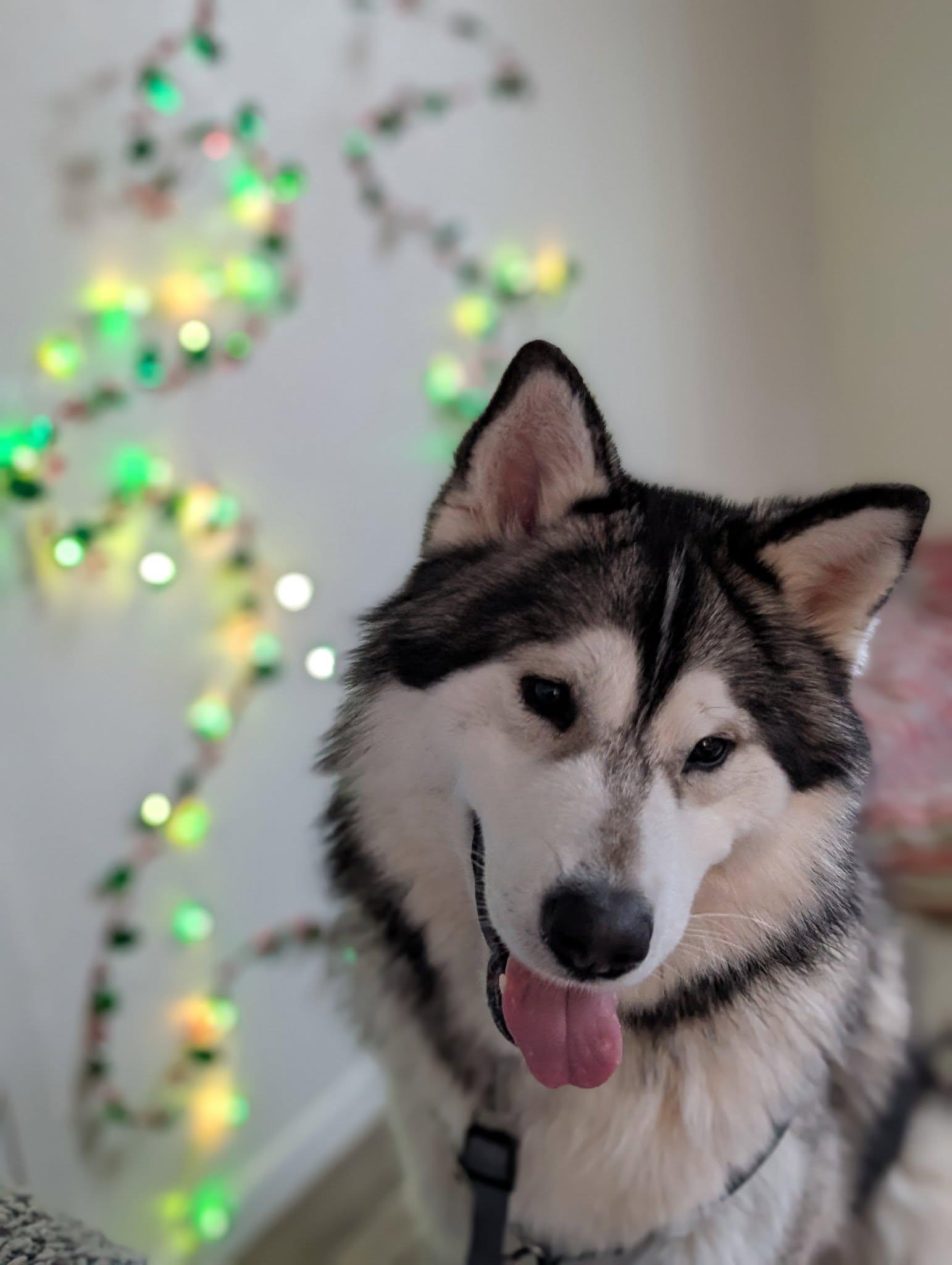 Enlarge Igmund, a Adoptable mixed breed in Bellingham, WA image 1/5